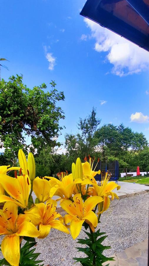Casa Andreea Si Grigore Ursu Borşa المظهر الخارجي الصورة